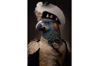 Parrot Wall Art