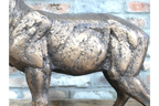 Standing Stag