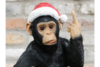 Up Yours Monkey Wine Holder