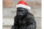 Christmas Gorilla
