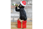 Drunken Monkey