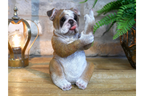 Up Yours Bulldog