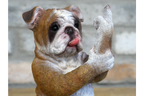 Up Yours Bulldog