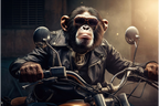 Monkey Wall Art