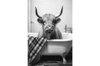 Highland Cow Wall Art