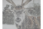 Stag Canvas Wall Art