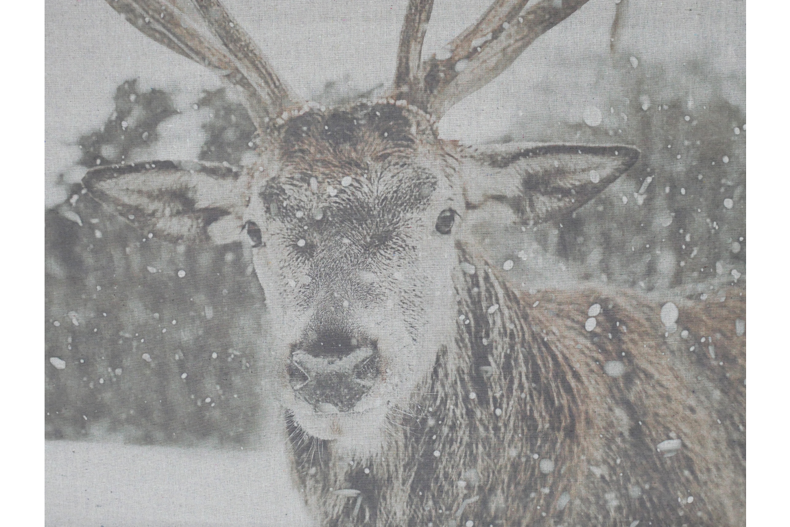 Stag Canvas Wall Art