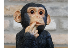 Small Monkey