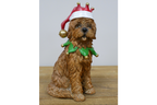 Christmas Dog