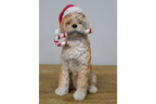 Candy Cane Dog
