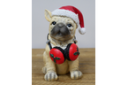 Dog with Headphones