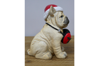 Dog with Headphones
