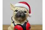 Dog with Headphones