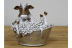 Cow in the Bath