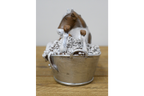 Cow in the Bath