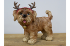 Dog with Antlers