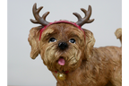 Dog with Antlers