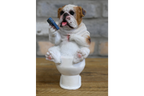 Bulldog on the Loo