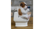 Bulldog on the Loo