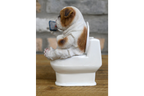 Bulldog on the Loo