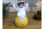 Mouse on the Moon
