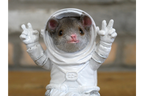 Mouse on the Moon