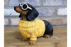 Dachshund Dog