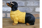 Dachshund Dog