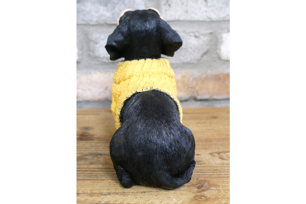 Dachshund Dog