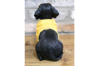 Dachshund Dog