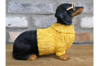 Dachshund Dog