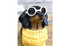 Dachshund Dog