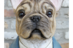 Frenchie Bust