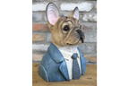 Frenchie Bust
