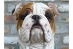 Bulldog Bust