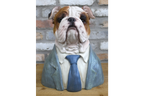 Bulldog Bust