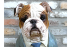 Bulldog Bust