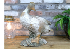 Small Duck