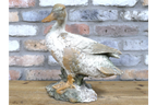 Small Duck