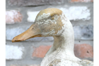 Small Duck