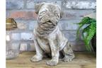 Sitting Dog