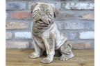 Sitting Dog