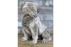 Sitting Dog