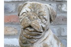 Sitting Dog