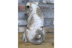 Sitting Dog