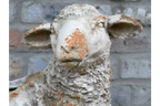 Sheep Planter