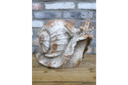 Snail