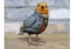 Robin