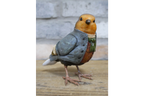 Robin