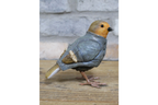 Robin
